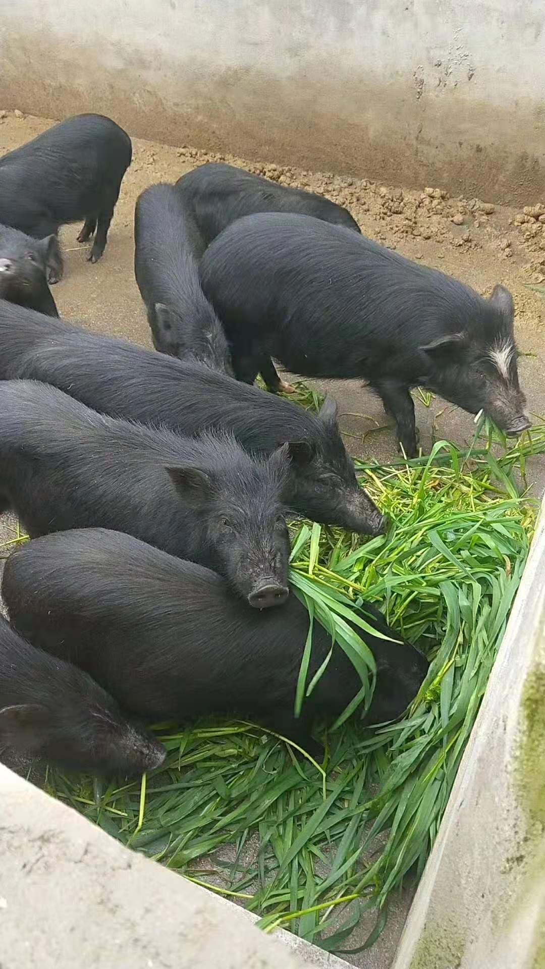 藏香豬冬天沒有飼料和草怎麼解決 藏香豬在養殖的時候