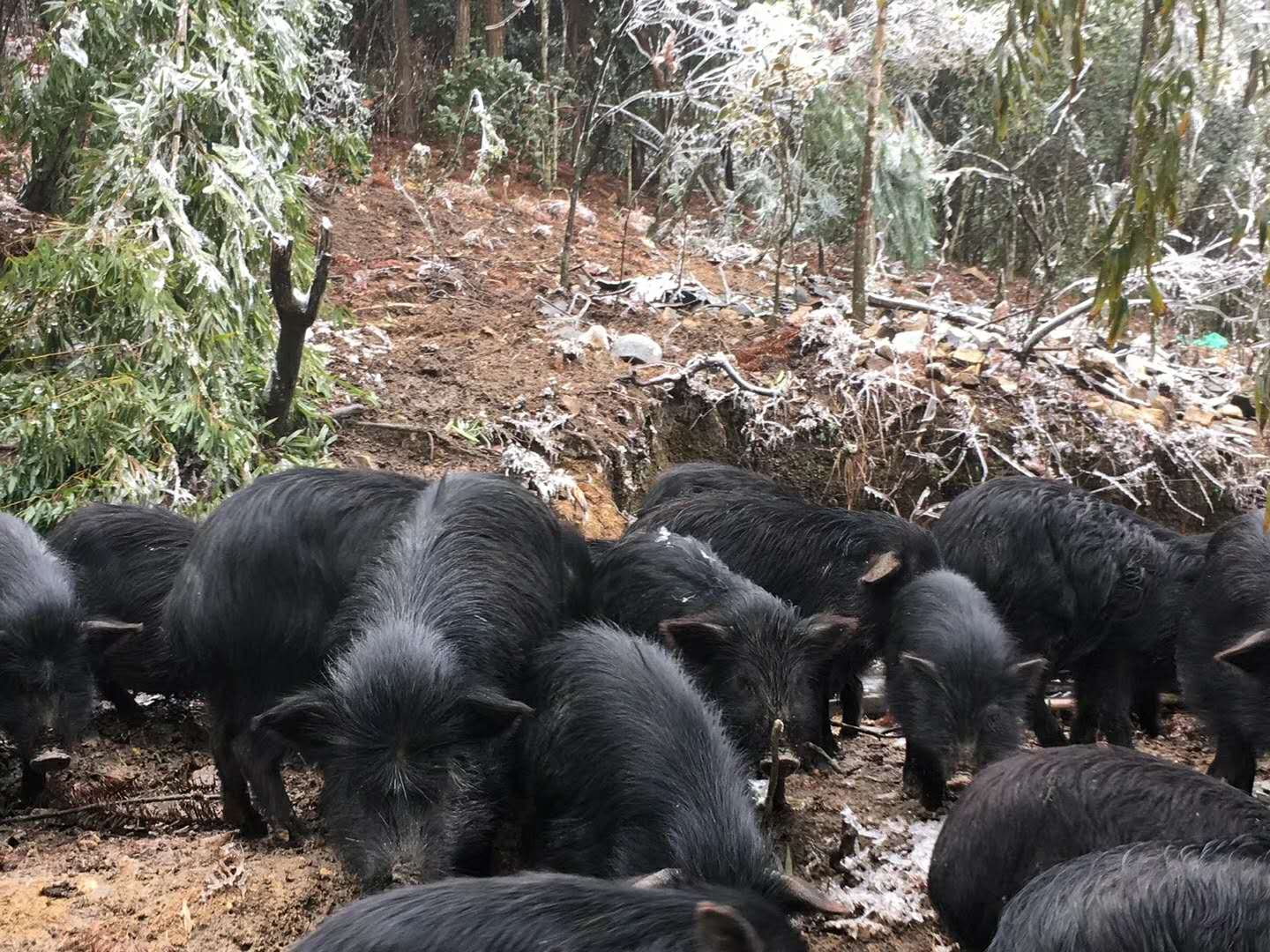 江西哪里有大型的藏香猪养殖基地