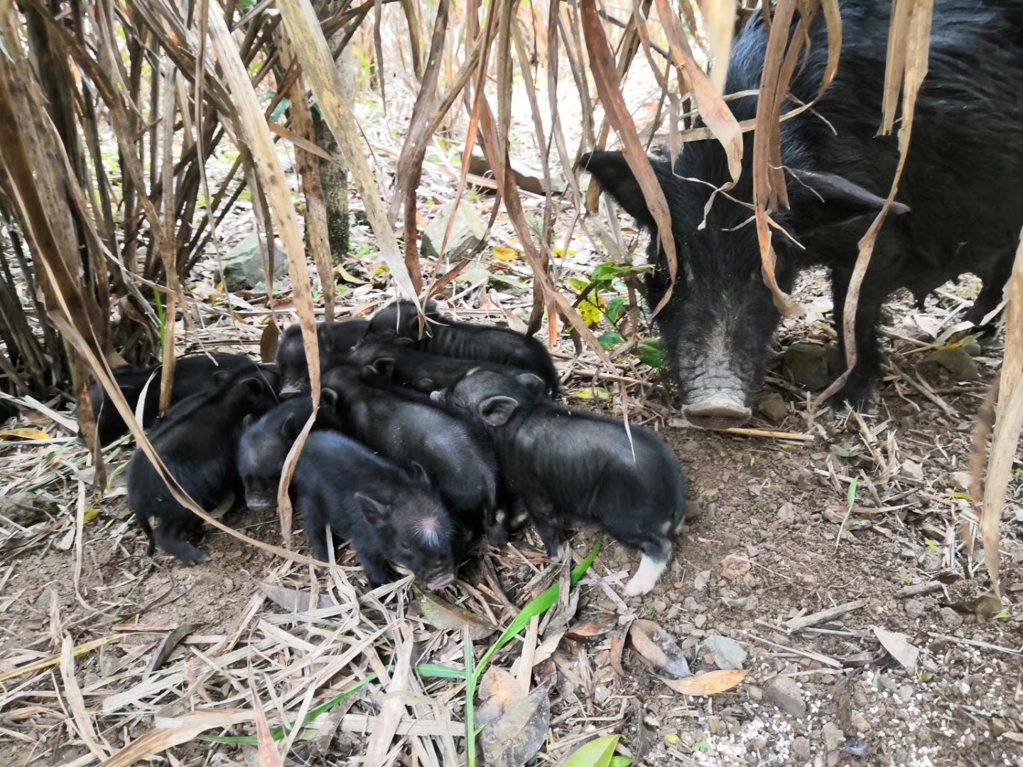 藏香猪养殖具备的哪些优势